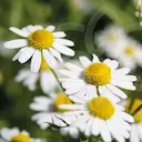 HIDROLATO DE CAMOMILA ALEMÃ TERRAFLOR 120ML